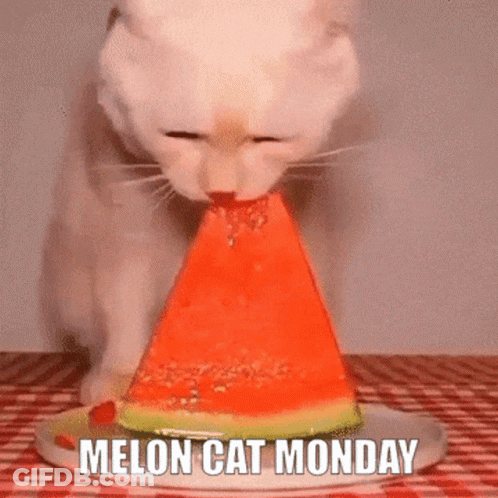 A White Cat Is Eating A Slice Of Watermelon With The Words Melon Cat Monday Below It GIF