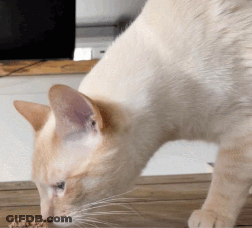 A White Cat Is Eating Food On A Wooden Floor GIF