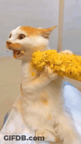 A White Cat Is Holding A Corn On The Cob In Its Mouth GIF