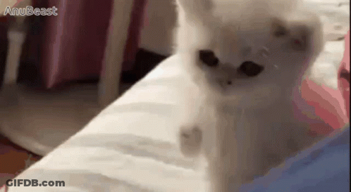 A White Cat Is Laying On A Bed And Looking At The Camera GIF
