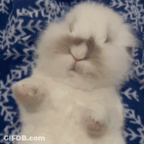 A White Cat Is Laying On A Blue And White Blanket GIF