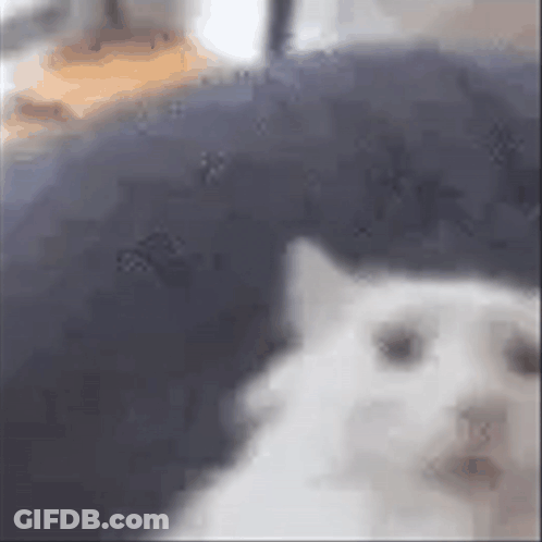 A White Cat Is Laying On A Blue Couch . GIF