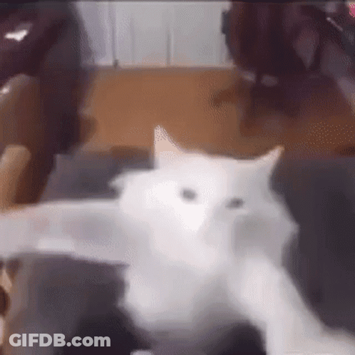A White Cat Is Laying On A Chair In A Living Room . GIF