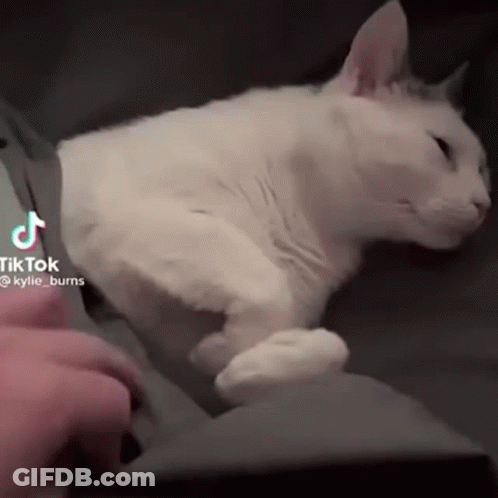 A White Cat Is Laying On A Couch With A Tiktok Watermark On The Bottom GIF