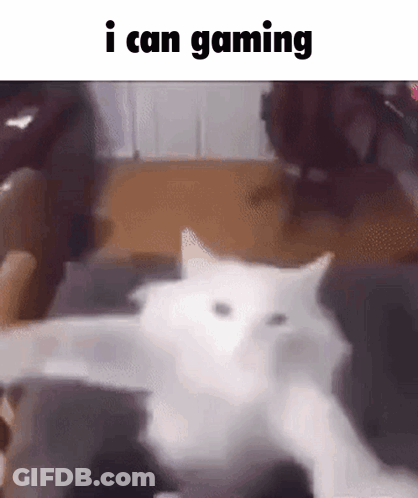 A White Cat Is Laying On A Couch With The Words `` I Can Gaming '' Written On The Bottom . GIF