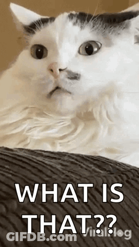 A White Cat Is Laying On A Couch With The Words `` What Is That '' Written On It . GIF
