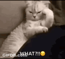 A White Cat Is Laying On A Person 'S Lap And Looking At The Camera . GIF