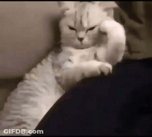 A White Cat Is Laying On A Person 'S Lap And Scratching Its Head . GIF