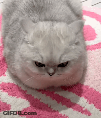 A White Cat Is Laying On A Pink And White Carpet GIF