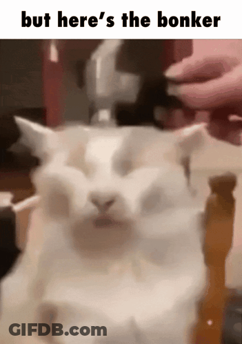 A White Cat Is Laying On A Table With A Caption That Says But Here 'S The Bonker . GIF