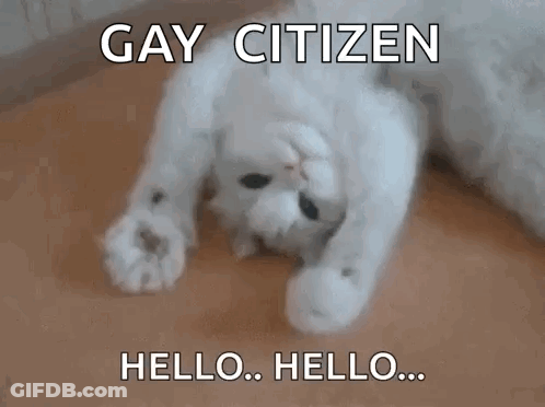 A White Cat Is Laying On Its Back And Says Gay Citizen Hello Hello .. GIF