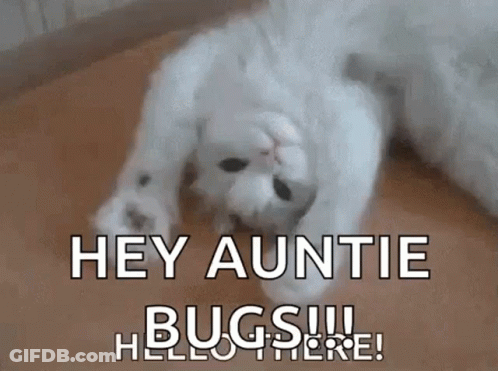 A White Cat Is Laying On Its Back On A Wooden Floor And Says `` Hey Auntie Bugs !!! Hello There ! '' GIF