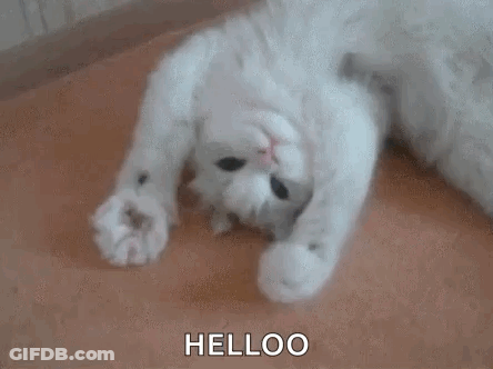 A White Cat Is Laying On Its Back On The Floor And Looking At The Camera . GIF