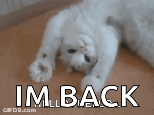 A White Cat Is Laying On Its Back With The Words Im Back Written Below It GIF