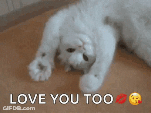 A White Cat Is Laying On Its Back With The Words Love You Too GIF