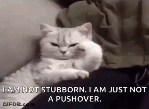 A White Cat Is Laying On Someone 'S Lap And Says I Am Not Stubborn . GIF