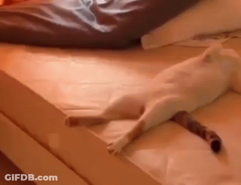 A White Cat Is Laying On Top Of A Bed With Its Tail Hanging Over The Edge . GIF