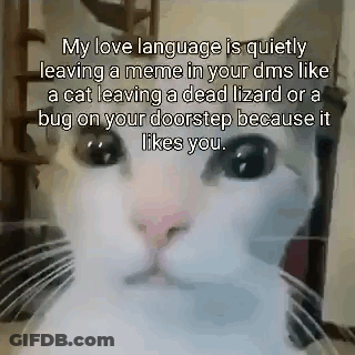 A White Cat Is Leaving A Dead Lizard Or A Bug On Your Doorstep Because It Likes You GIF