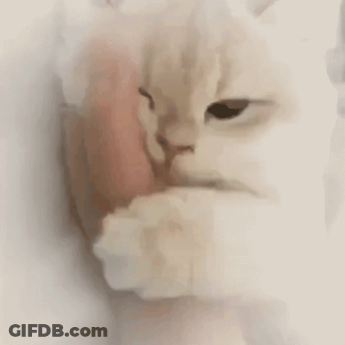 A White Cat Is Licking A Person 'S Face . GIF