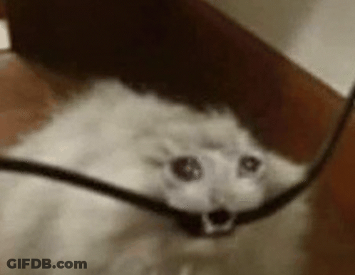 A White Cat Is Looking At The Camera While Holding A Cord . GIF