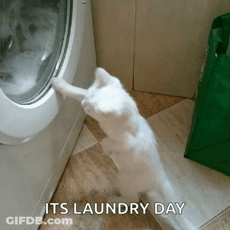 A White Cat Is Looking Into A Washing Machine With The Words " Its Laundry Day " Above It . GIF