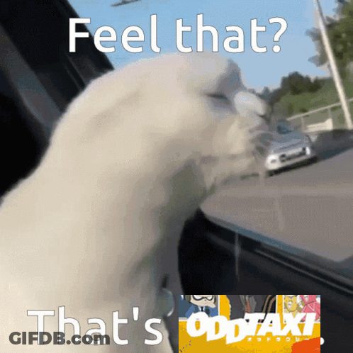 A White Cat Is Looking Out A Window With The Words Feel That That 'S Oddtaxi GIF