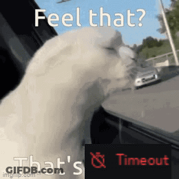 A White Cat Is Looking Out Of A Car Window With The Words Feel That That 'S Timeout On The Bottom GIF