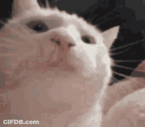A White Cat Is Looking Up At The Camera . GIF