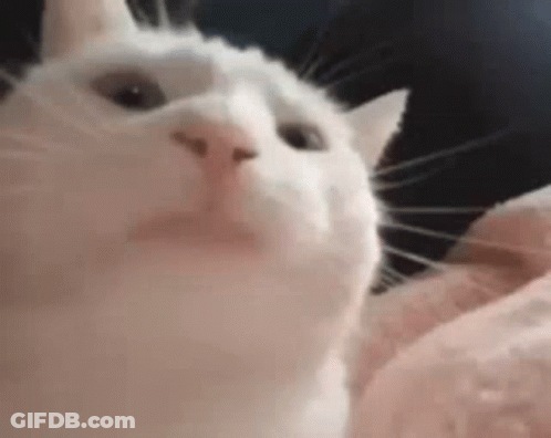 A White Cat Is Looking Up At The Camera . GIF