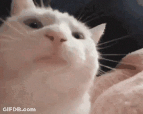 A White Cat Is Looking Up At The Camera . GIF
