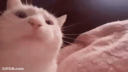 A White Cat Is Looking Up At The Camera While Laying On A Bed . GIF