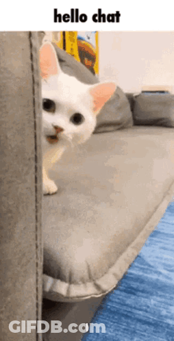 A White Cat Is Peeking Out From Behind A Couch And Says Hello Chat . GIF