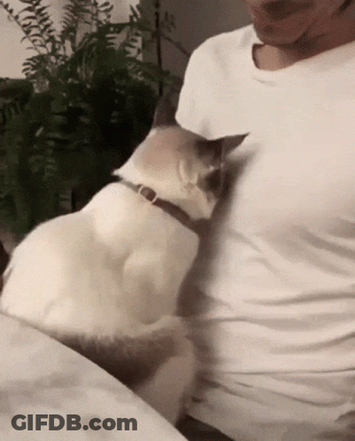 A White Cat Is Petting A Man 'S Arm While Wearing A Collar . GIF