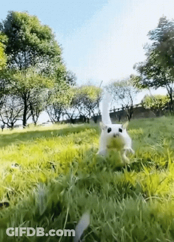 A White Cat Is Running Through The Grass In A Park . GIF