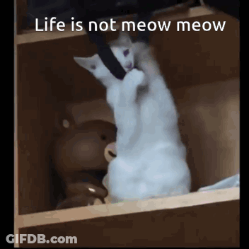 A White Cat Is Sitting In A Box With The Words Life Is Not Meow Meow Written Above It GIF