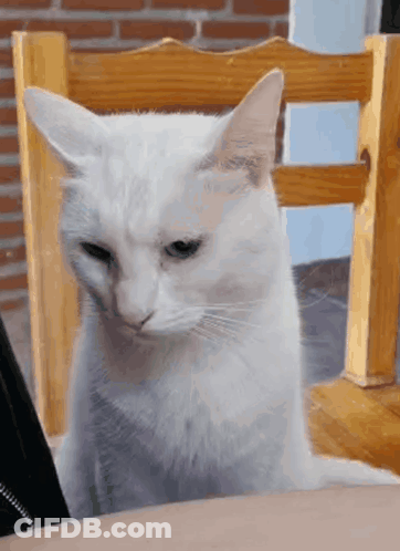 A White Cat Is Sitting In A Wooden Chair GIF