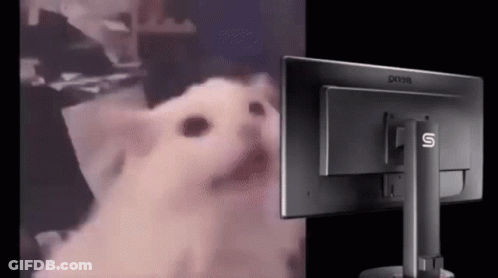 A White Cat Is Sitting In Front Of A Computer Screen . GIF