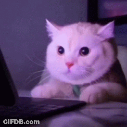 A White Cat Is Sitting In Front Of A Laptop Computer Looking At The Screen . GIF