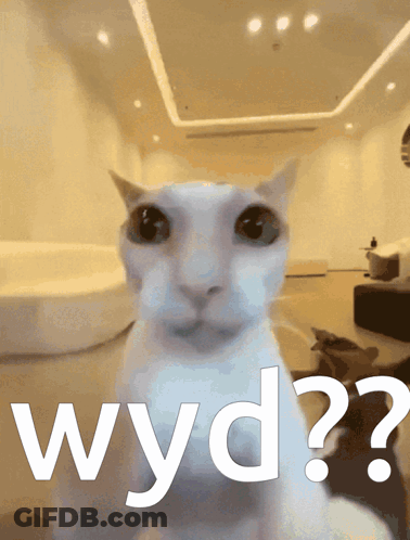 A White Cat Is Sitting In Front Of A Sign That Says Wyd GIF