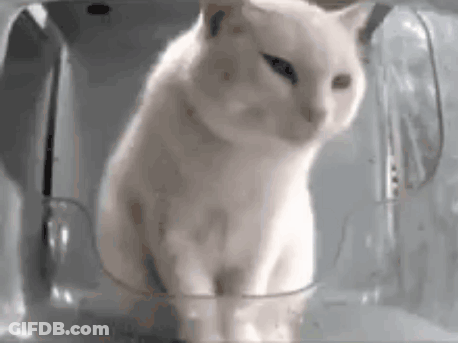 A White Cat Is Sitting Inside Of A Clear Glass Container . GIF