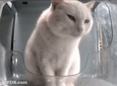 A White Cat Is Sitting Inside Of A Plastic Container GIF