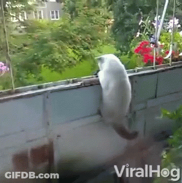 A White Cat Is Sitting On A Balcony With Flowers In The Background And The Words Viralhog Below It GIF