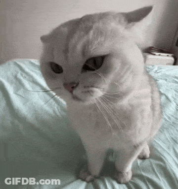 A White Cat Is Sitting On A Bed With A Blue Blanket Looking At The Camera . GIF