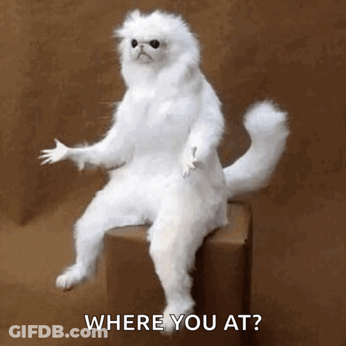 A White Cat Is Sitting On A Box And Asking Where You At . GIF
