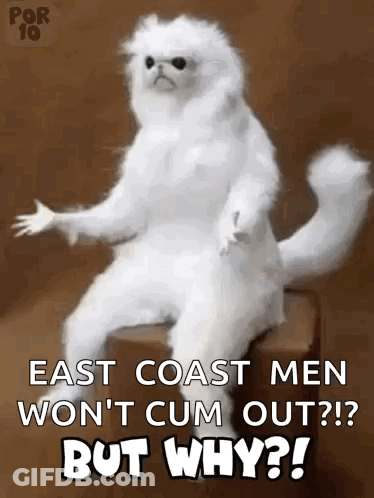 A White Cat Is Sitting On A Box And Says East Coast Men Won 'T Cum Out But Why GIF