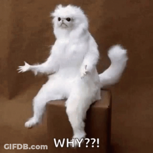A White Cat Is Sitting On A Box Asking Why . GIF
