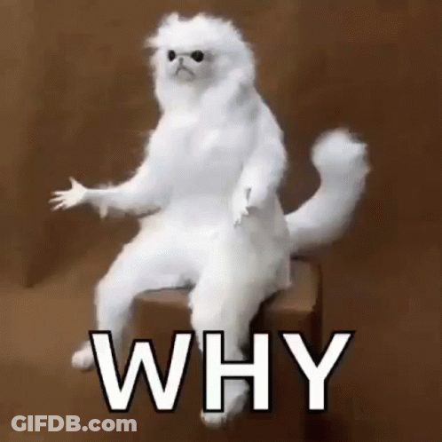 A White Cat Is Sitting On A Box With The Word Why Written On It . GIF