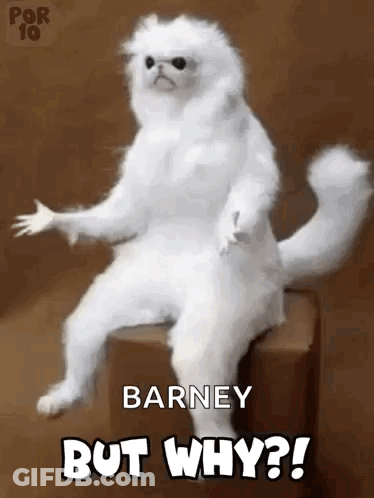 A White Cat Is Sitting On A Box With The Words Barney But Why ? GIF