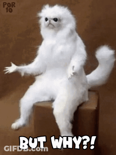 A White Cat Is Sitting On A Box With The Words But Why On It GIF