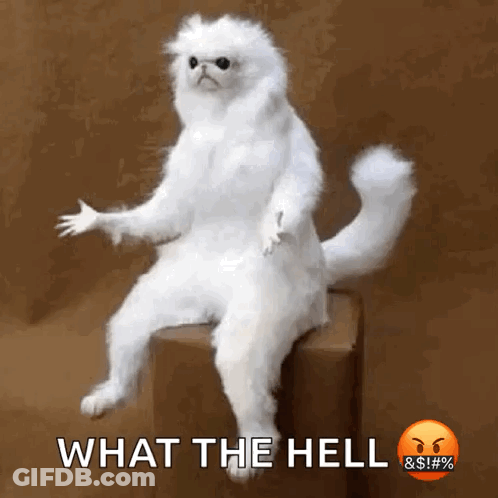 A White Cat Is Sitting On A Box With The Words What The Hell Written On The Bottom GIF